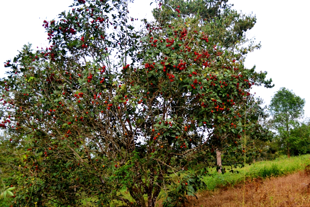 12 Pohon Rambutan  m 